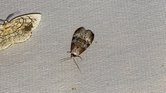 Bryophilina mollicula