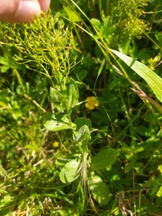 Lepidium draba
