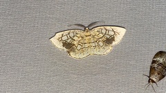 Cabera griseolimbata