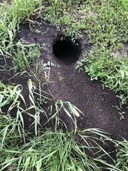 Marmota bobak