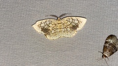 Cabera griseolimbata