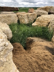 Marmota bobak