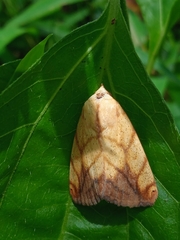 Xanthodes transversa