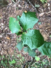 Alchornea ilicifolia
