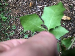 Alchornea ilicifolia