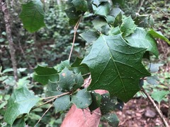 Alchornea ilicifolia