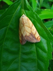 Xanthodes transversa