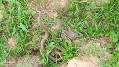 Western Beaked Snake photo 3