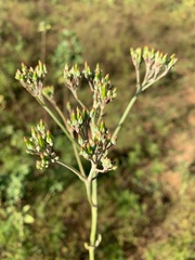 Kalanchoe brachyloba