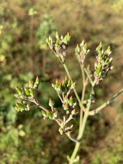 Kalanchoe brachyloba