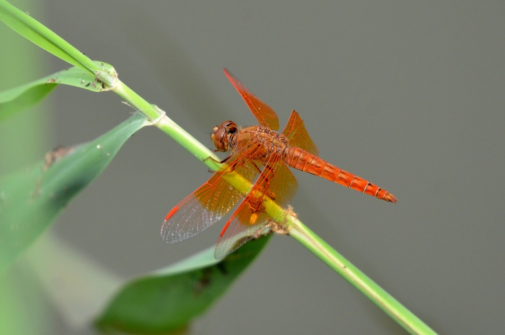 Ditch Jewel