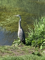 Ardea cinerea cinerea