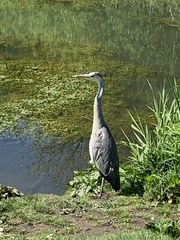 Ardea cinerea cinerea