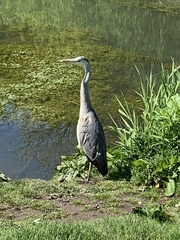 Ardea cinerea cinerea