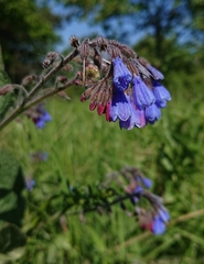 Symphytum asperum