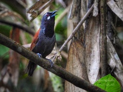 Black-Throated Babbler photo 2