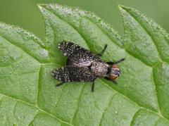 Platystoma seminationis