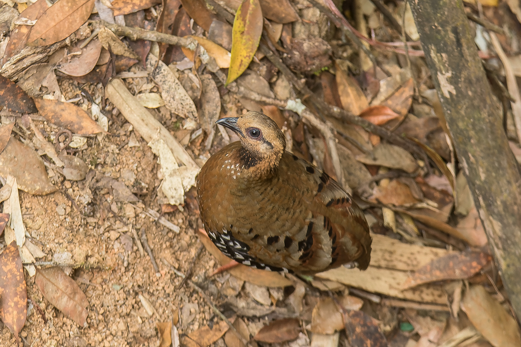 Chestnut-headed Partridge photo
