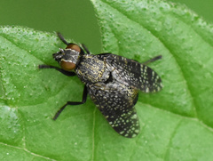 Platystoma seminationis