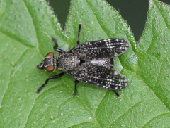 Platystoma seminationis