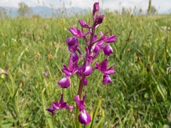 Anacamptis laxiflora
