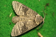 Acossus terebra