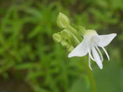 Habenaria grandifloriformis
