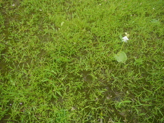 Habenaria grandifloriformis
