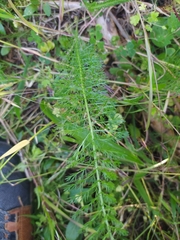 Achillea millefolium