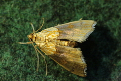 Agrotera nemoralis
