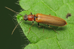 Denticollis linearis