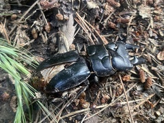 Serrognathus titanus castanicolor