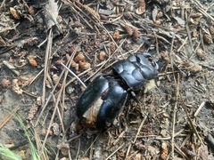 Serrognathus titanus castanicolor