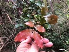 Alectryon subdentatus