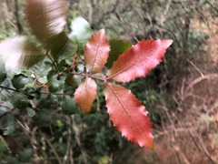 Alectryon subdentatus