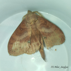 Bombycoidea