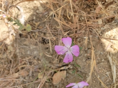 Clarkia bottae