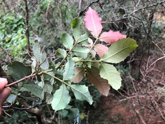 Alectryon subdentatus