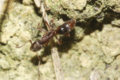 Austroponera castanea