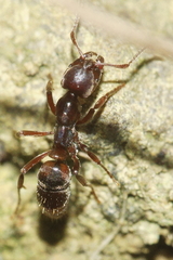 Austroponera castanea