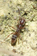 Austroponera castanea