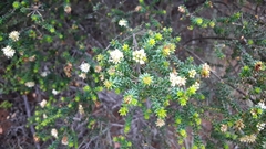Agathosma apiculata