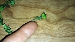Agathosma apiculata