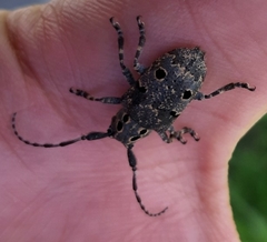 Mesosa curculionoides