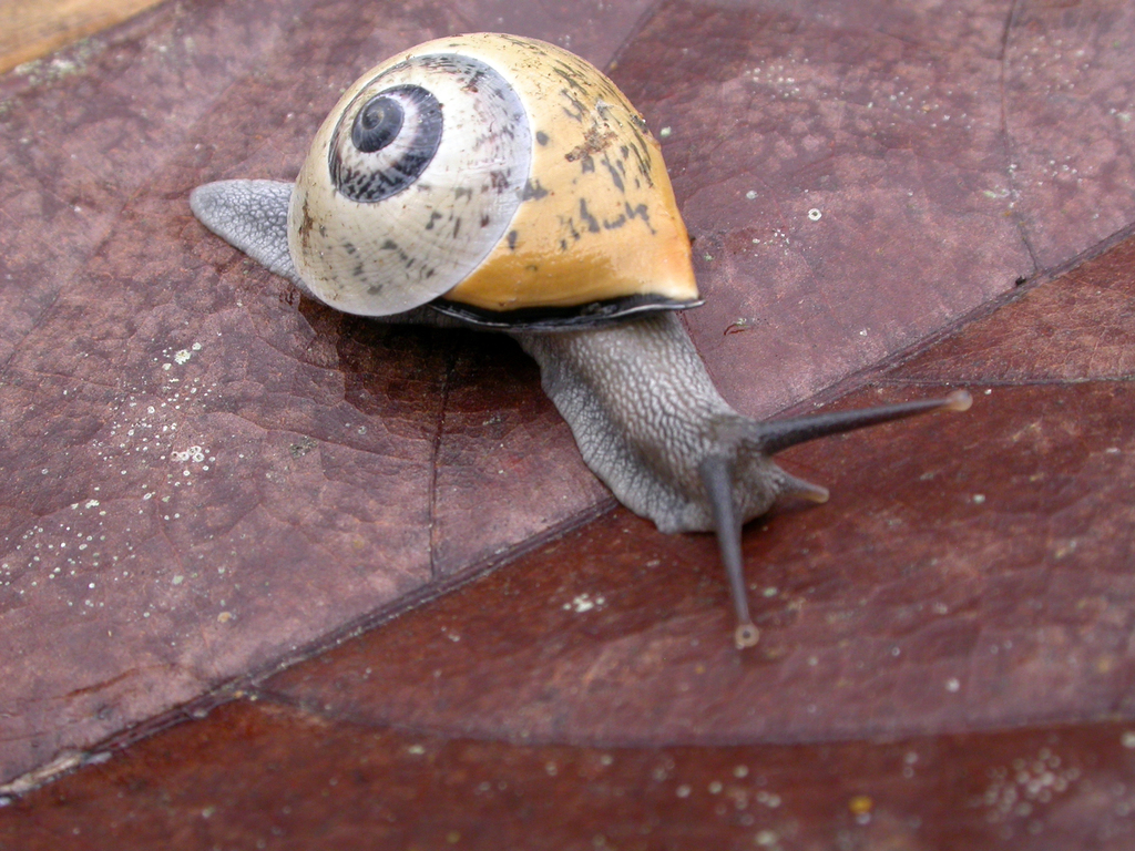 Rhynchotrochus