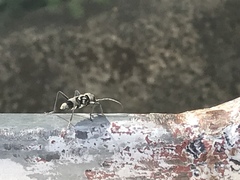 Chlorophorus macaumensis