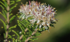 Agathosma gonaquensis