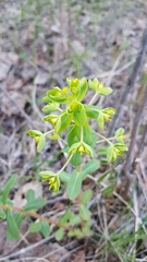 Euphorbia jenisseiensis