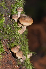Armillaria hinnulea