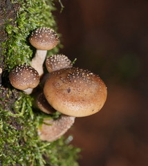 Armillaria hinnulea